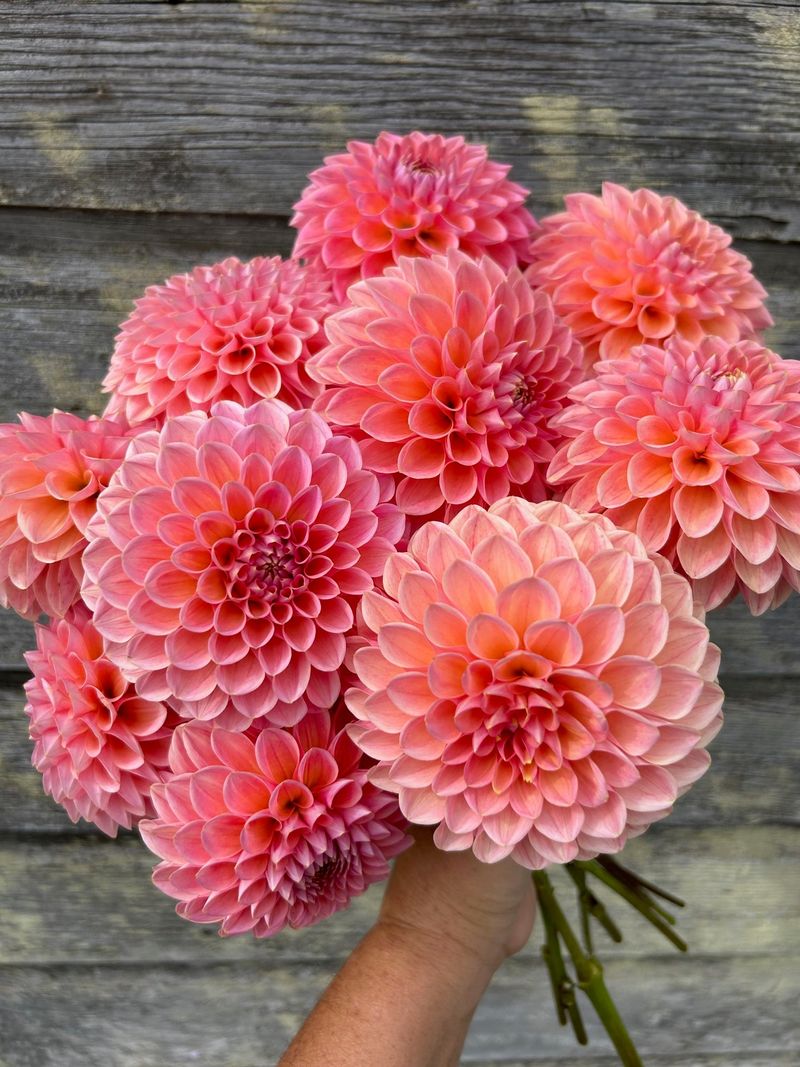 'Linda's Baby' Dahlia 'Linda's Baby' Dahlia