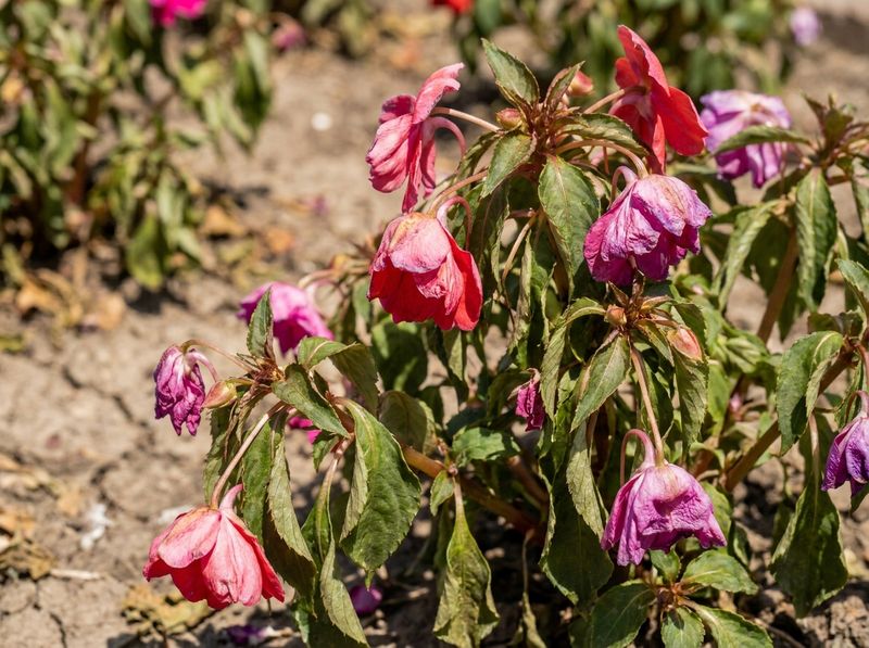 Lingering Summer Heat Is Still Punishing Your Plants