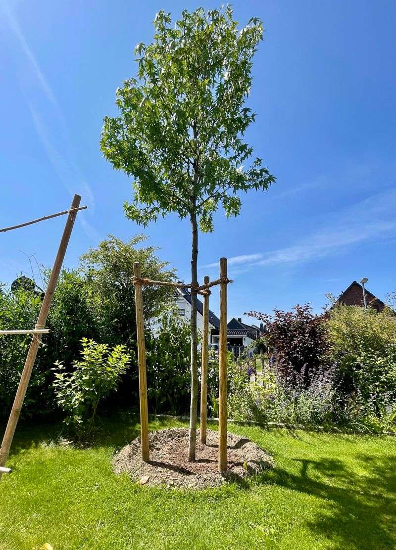 Liquidambar Liquidambar