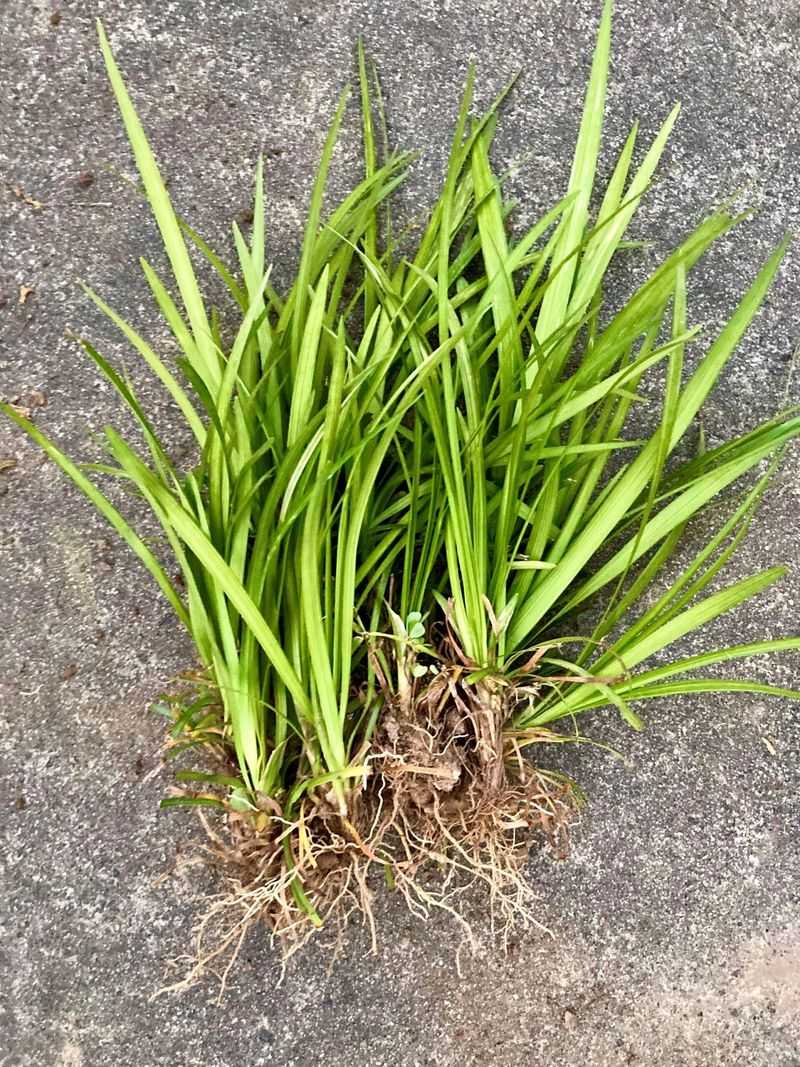 Liriope Handles Early Fall Division With Little Fuss