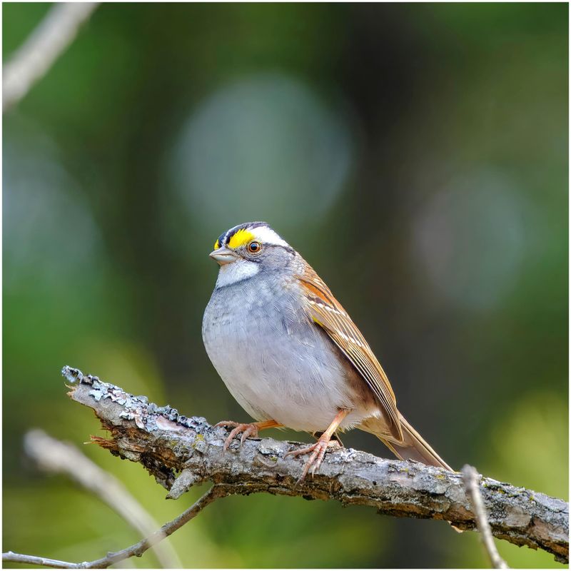 Listen For Their Distinctive Whistled Song