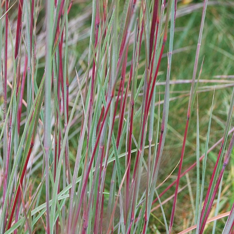 Little Bluestem Adds Color To Cold Days Little Bluestem Adds Color To Cold Days
