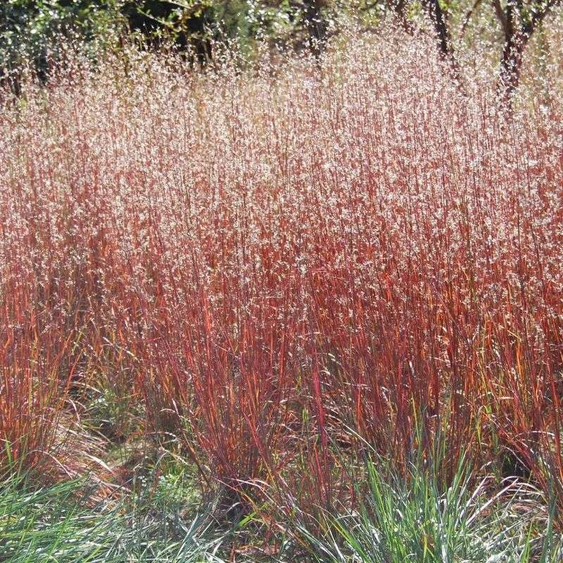 Little Bluestem Adds Texture To Coastal Yards Little Bluestem Adds Texture To Coastal Yards