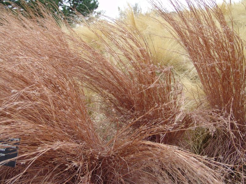 Little Bluestem Brings Bronze And Copper Tones Little Bluestem Brings Bronze And Copper Tones
