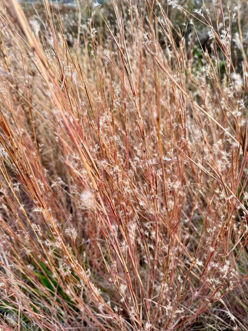 Little Bluestem Brings Red And Blue Fall Foliage