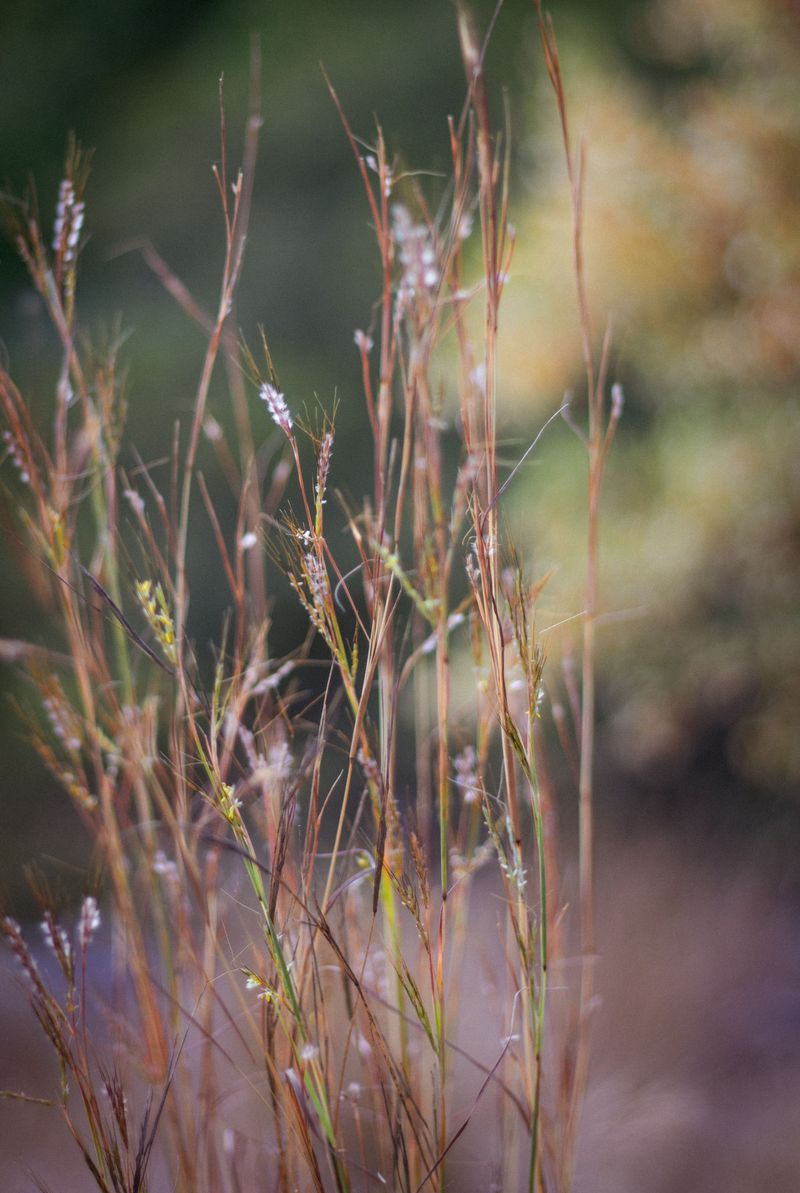 Little Bluestem For Rusty Red Fall Foliage