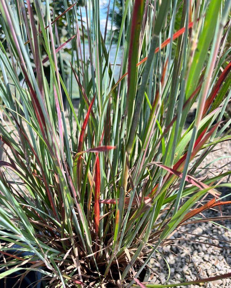 Little Bluestem Grass