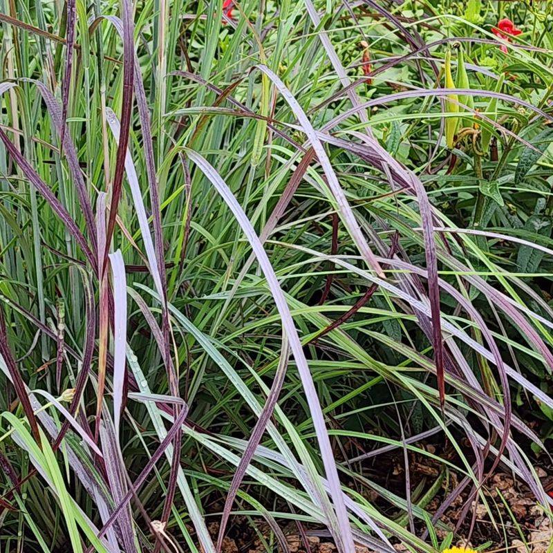 Little Bluestem Handles The Driest Ground