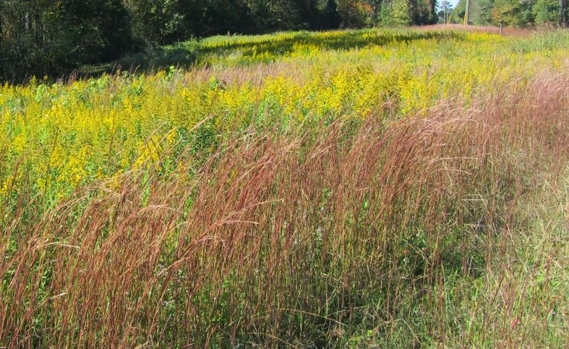 Little Bluestem Thrives Where Soil Stays Lean And Dry Little Bluestem Thrives Where Soil Stays Lean And Dry