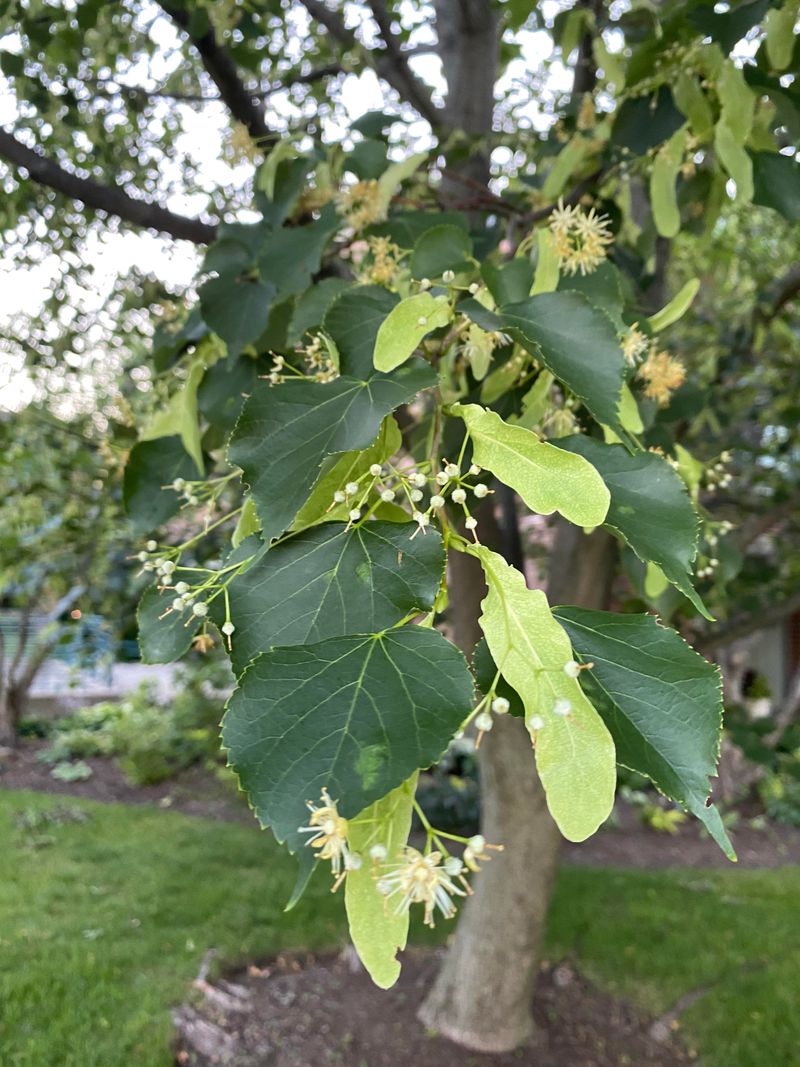 Little Leaf Linden Smells Like Summer Honey