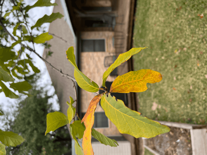 Little Litter Compared To Other Oaks