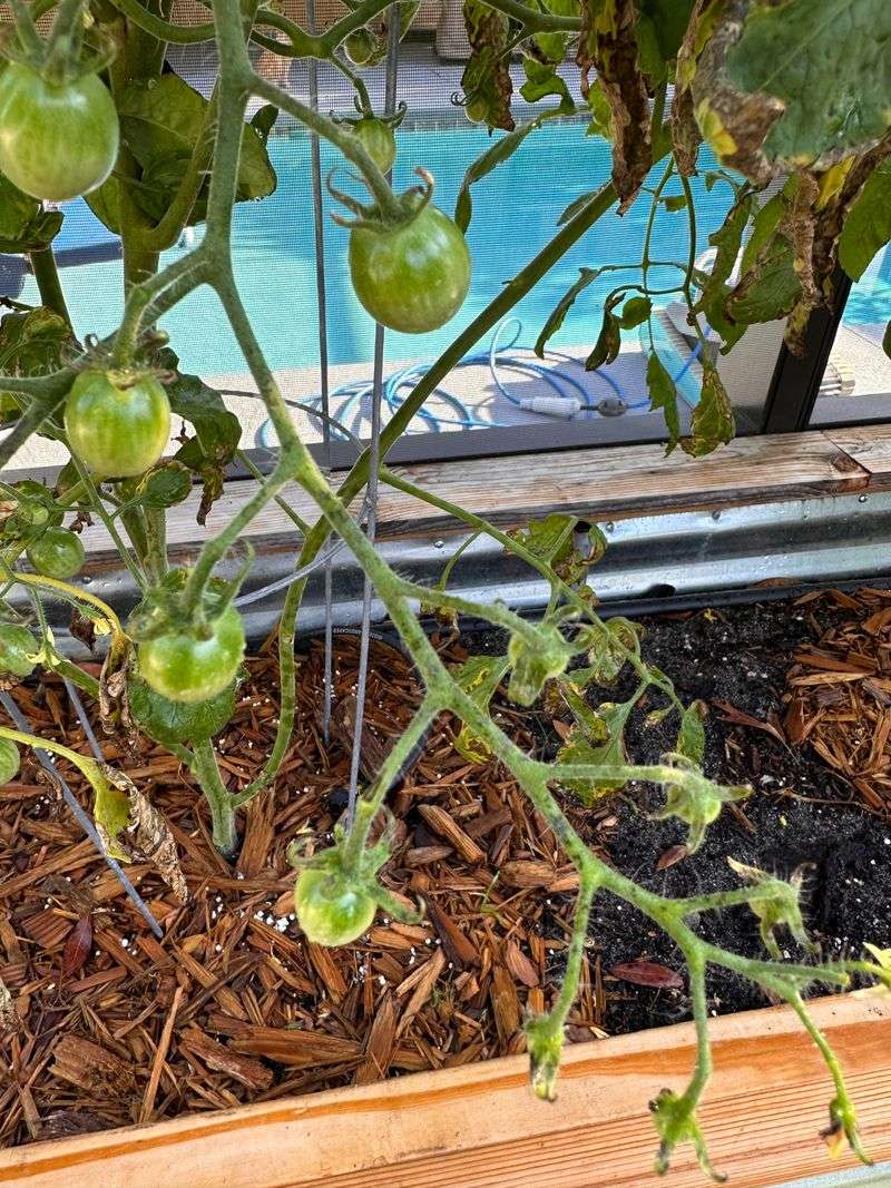 Little Tomatoes That Rarely Let You Down