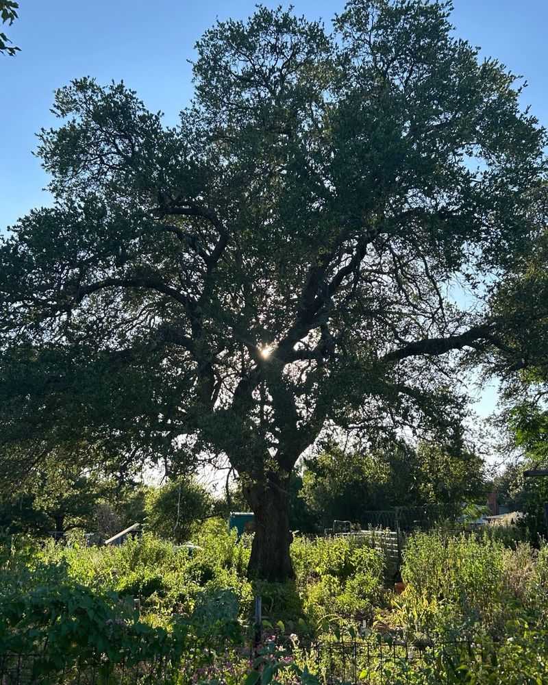 Live Oak