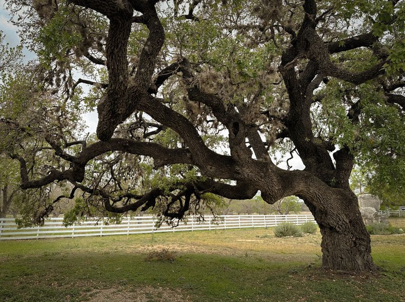 Live Oak Brings Classic Texas Shade Live Oak Brings Classic Texas Shade