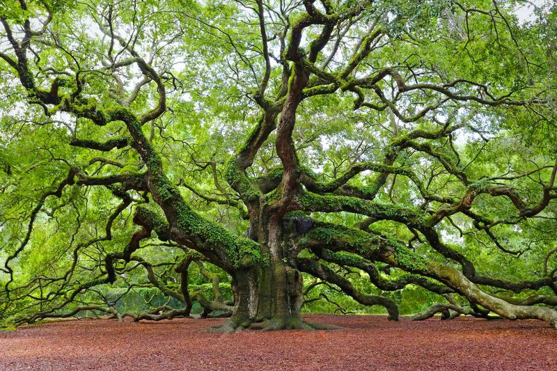 Live Oak, The Shady Giant Of Texas Yards Live Oak, The Shady Giant Of Texas Yards