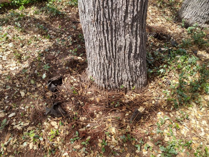 Live Oak With Girdling Roots