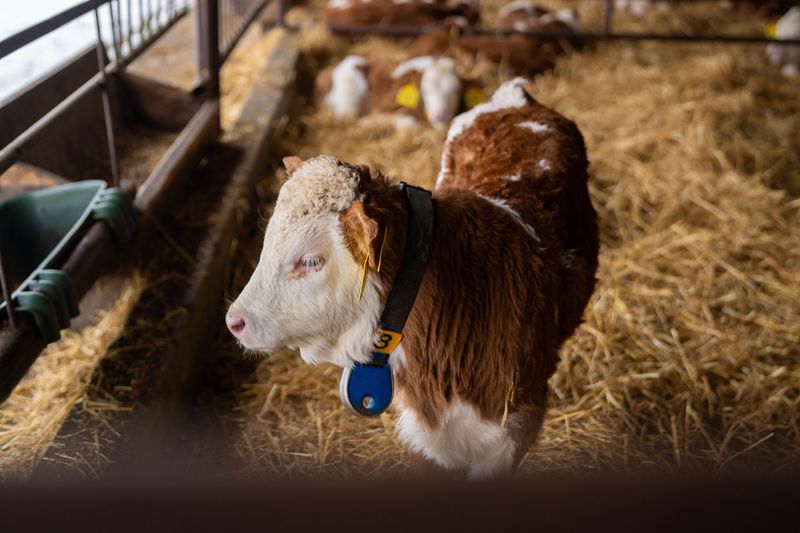 Livestock And Pets Feel The Pressure First Livestock And Pets Feel The Pressure First