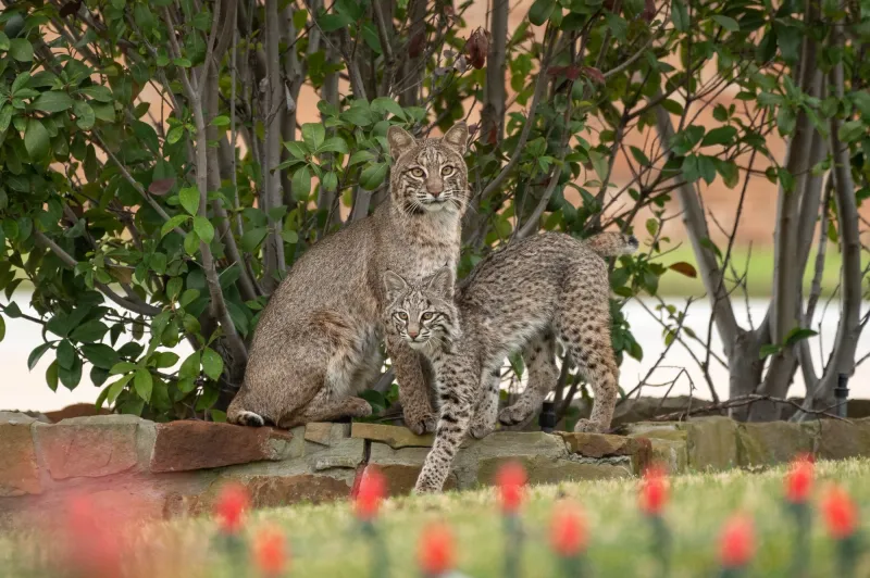 Living Safely With Bobcats In Texas
