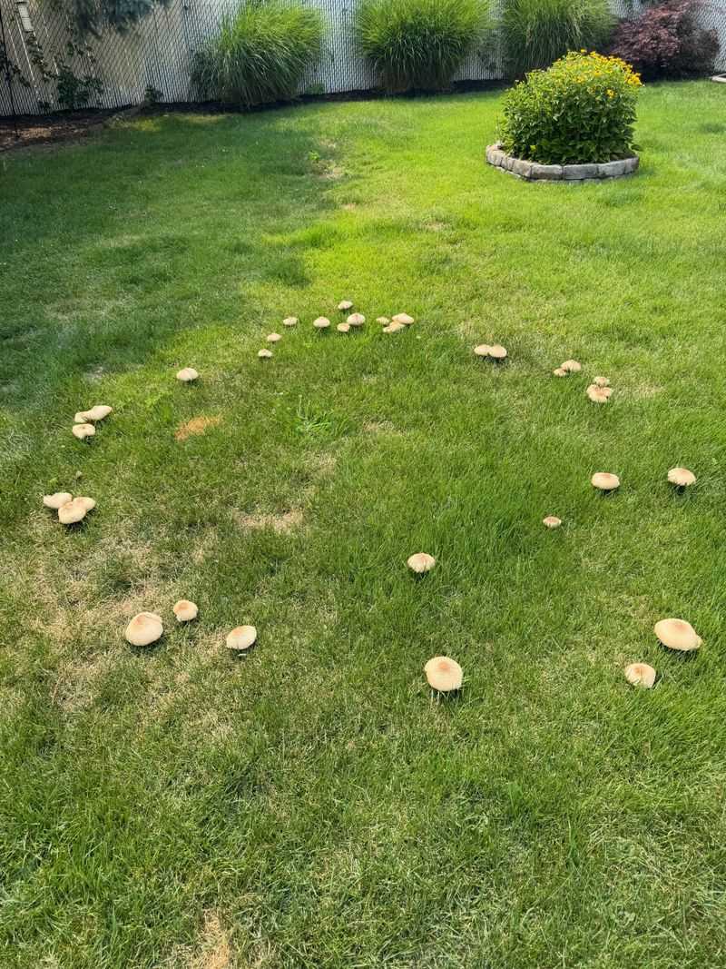 Living With The Circle And The Lawn That Follows