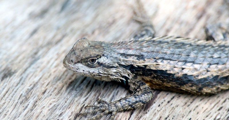 Lizards May Support Outdoor Cricket Management