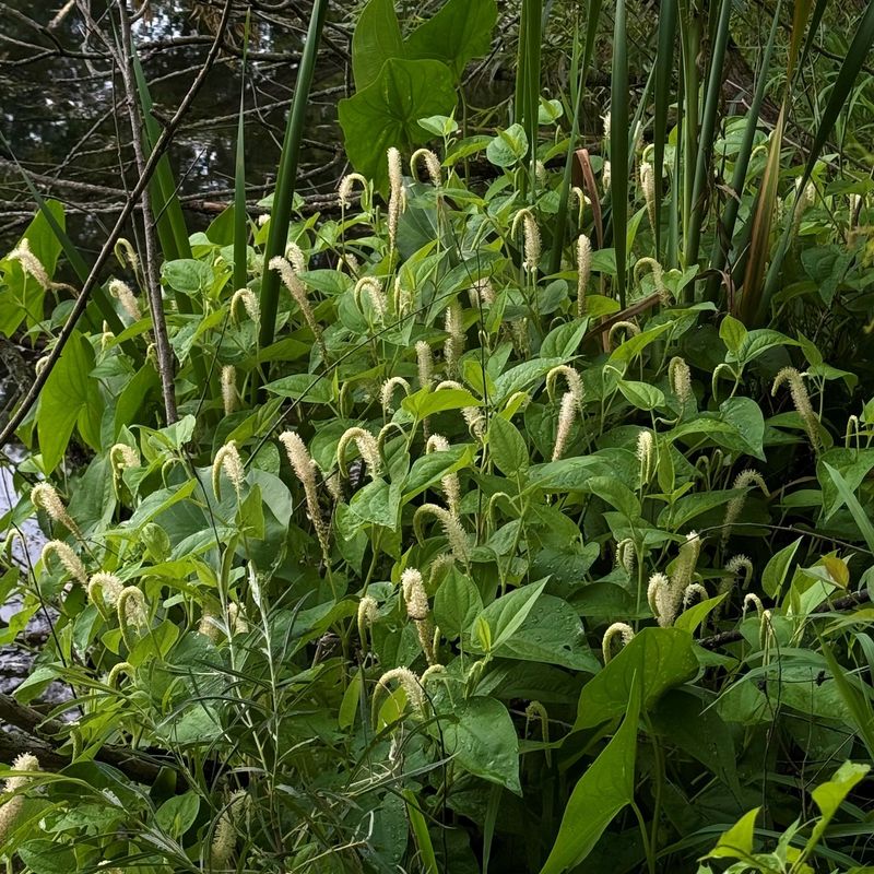 Lizard's Tail Handles The Wettest Corners