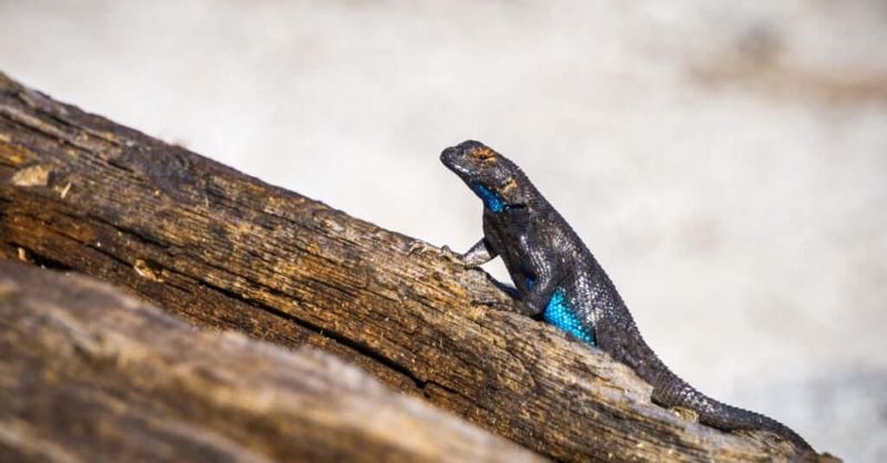 Lizards Tuck Into Rocks And Bark