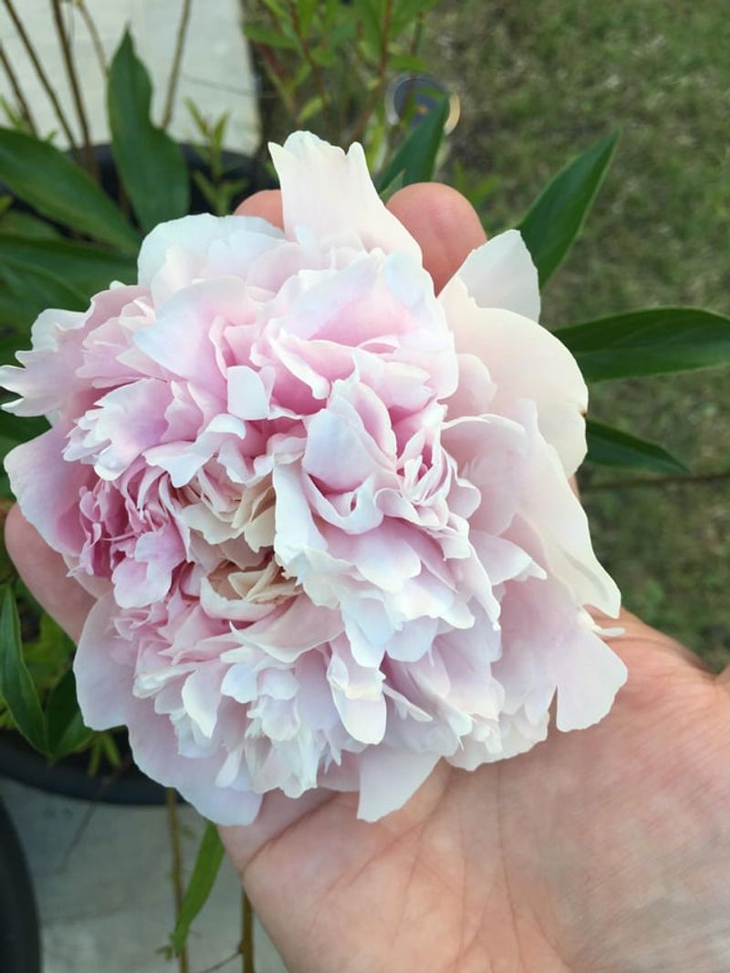 Local Growers And Trial Gardens Offer Real Answers