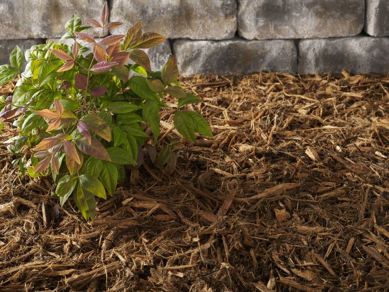 Local Mulch Options Can Work Just As Well In Garden Beds Local Mulch Options Can Work Just As Well In Garden Beds