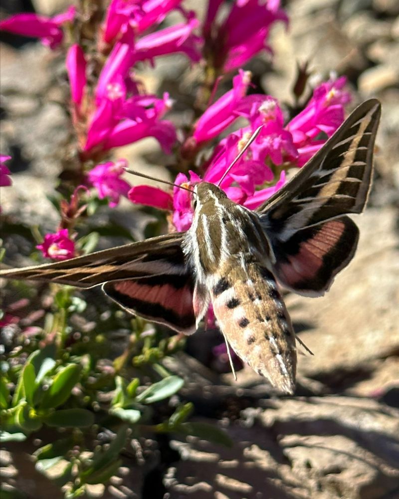 Long Flower Tubes Make Good Feeding Spots
