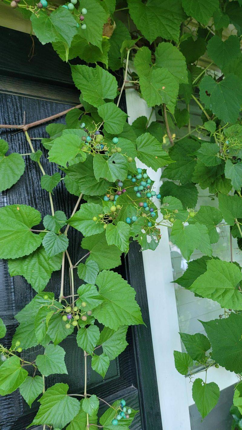 Long Stems Climb Over Shrubs And Small Trees Long Stems Climb Over Shrubs And Small Trees