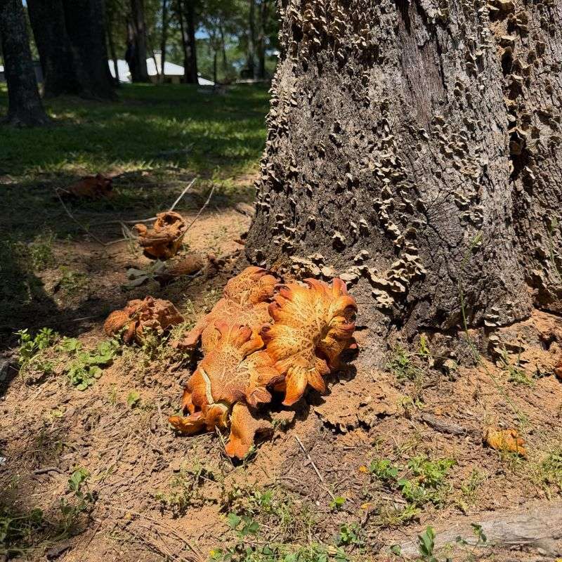 Long-Term Care For A Compromised Shade Tree