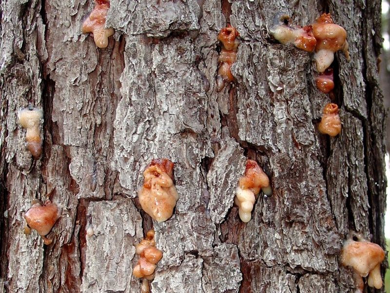 Long-Term Defense For Backyard And Forest Pines Long-Term Defense For Backyard And Forest Pines