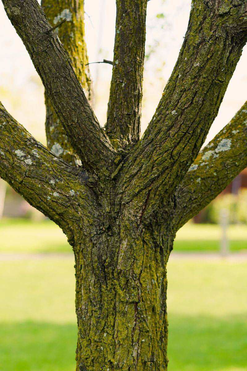 Long-Term Fixes That Keep Trunks Clean Season After Season