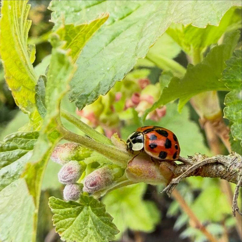 Long-Term Habits That Keep Colonies Small Long-Term Habits That Keep Colonies Small