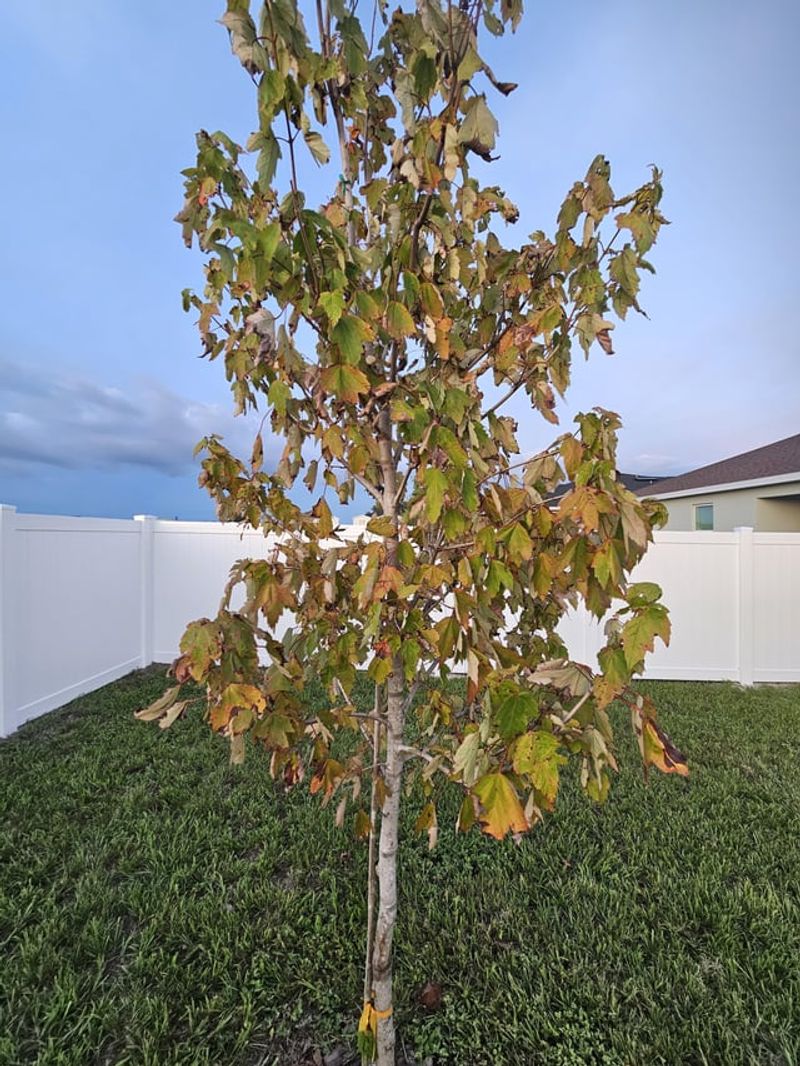 Long Term Outcome For Stressed Shade Trees Long Term Outcome For Stressed Shade Trees