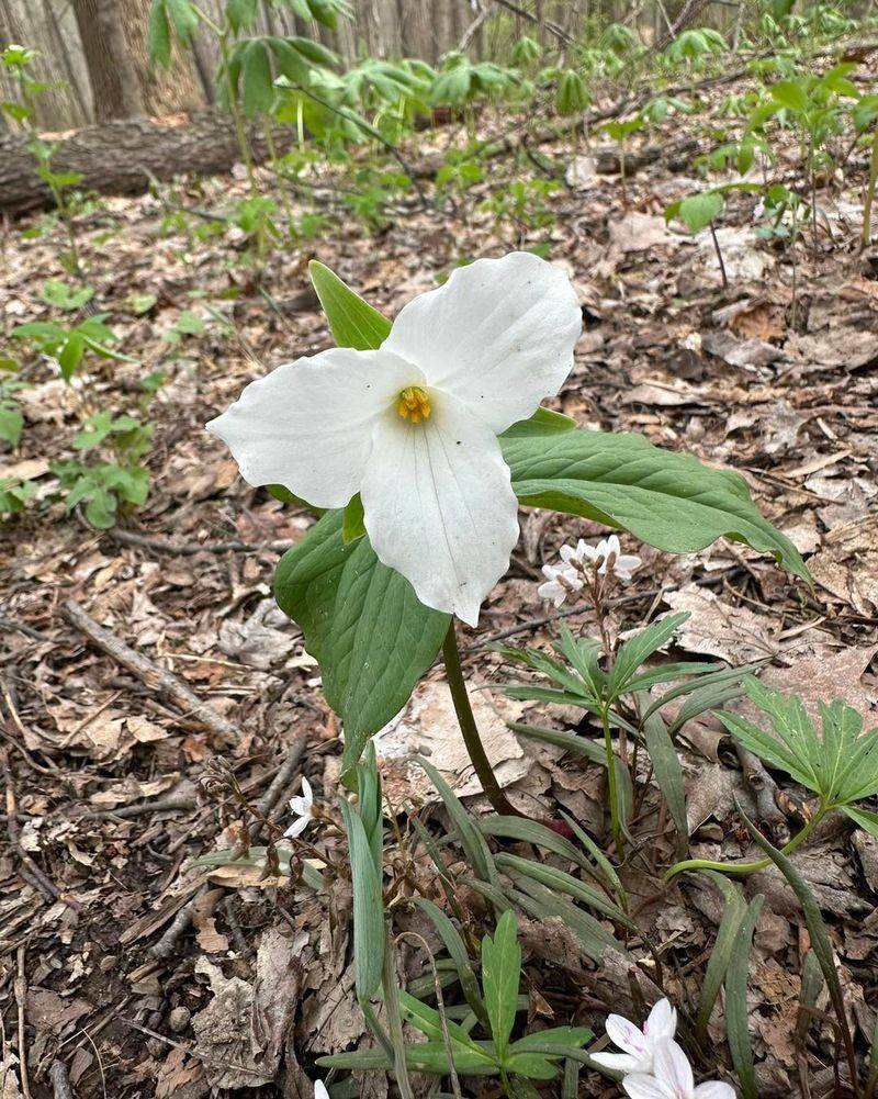 Long Term Outlook For Ohio Gardens And Woodlands
