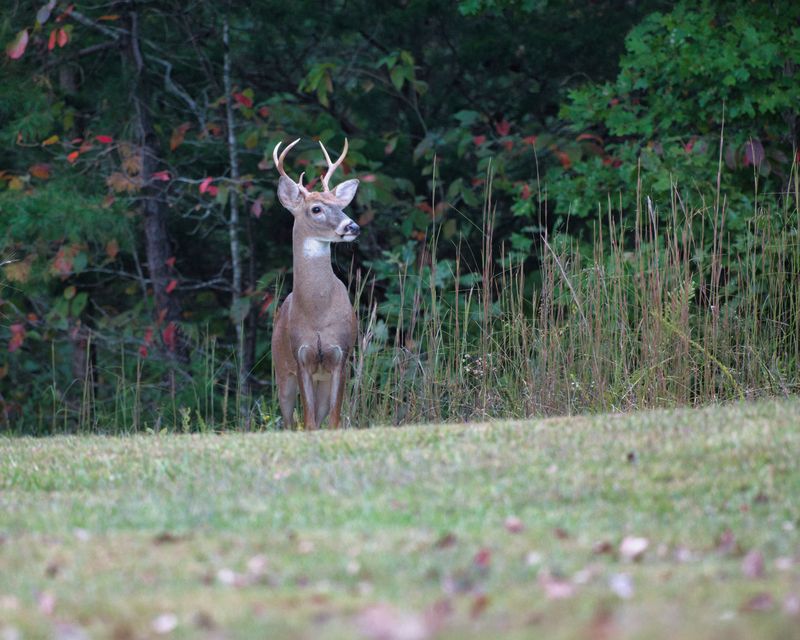 Long-Term Planning For A Deer-Friendly Yet Protected Landscape