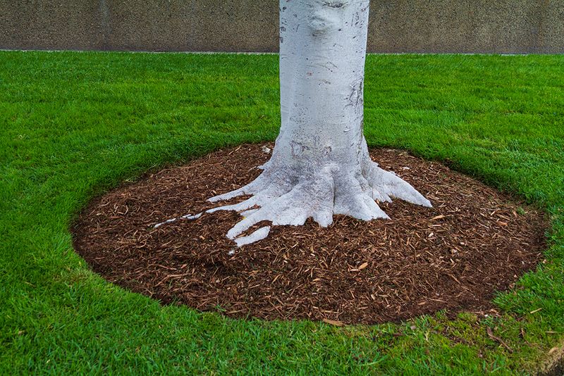 Long Term Protection For Yard Trees In Maryland