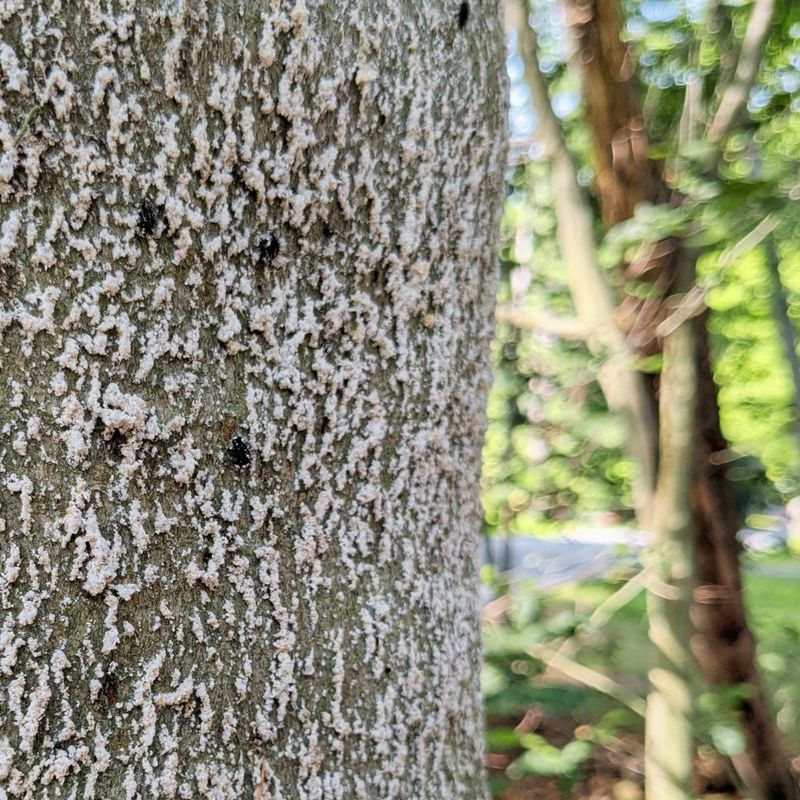 Long-Term Tree Care And Prevention In Michigan Yards