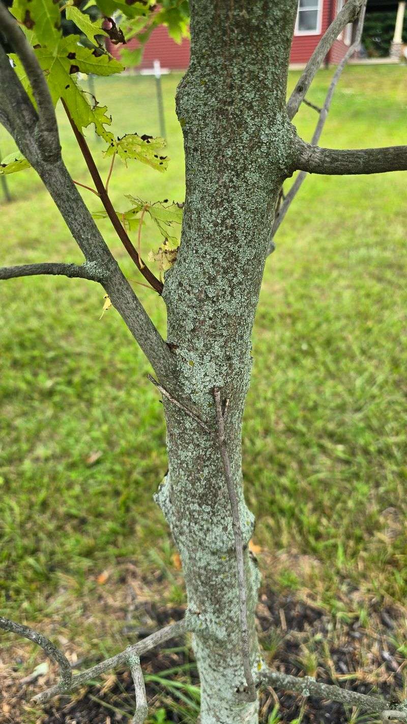 Long-Term Tree Care Beyond The Bark Long-Term Tree Care Beyond The Bark