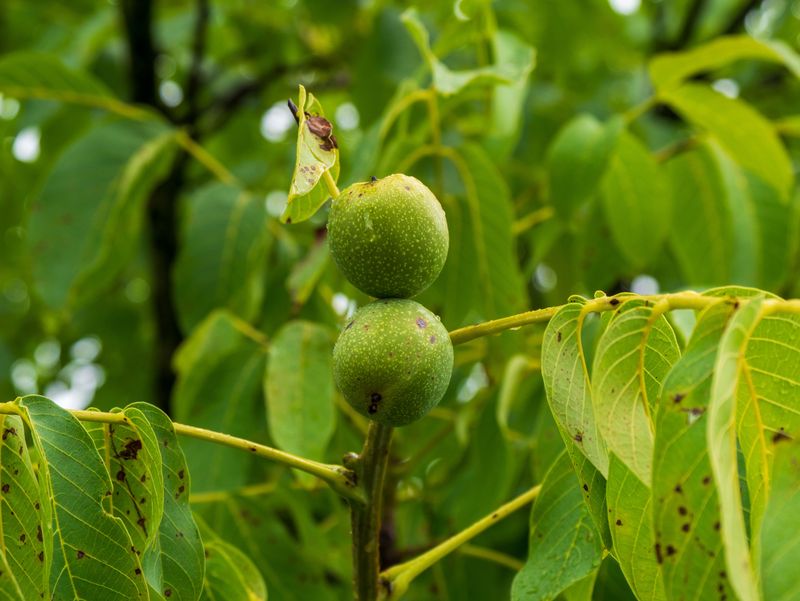 Long Term Tree Health And Next Season Prevention Long Term Tree Health And Next Season Prevention