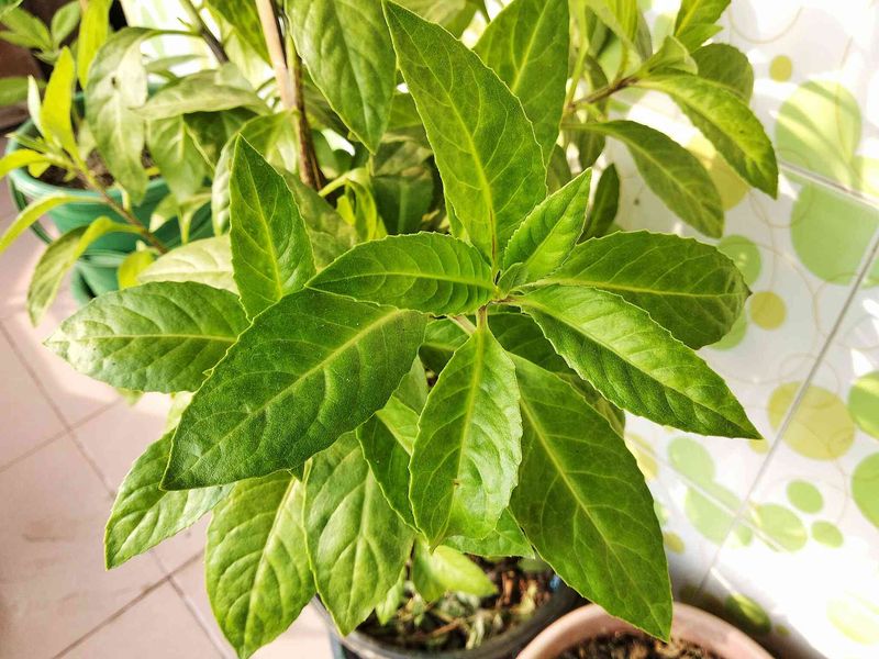 Longevity Spinach Longevity Spinach