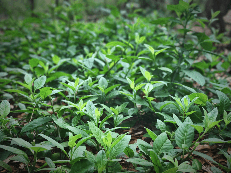 Longevity Spinach