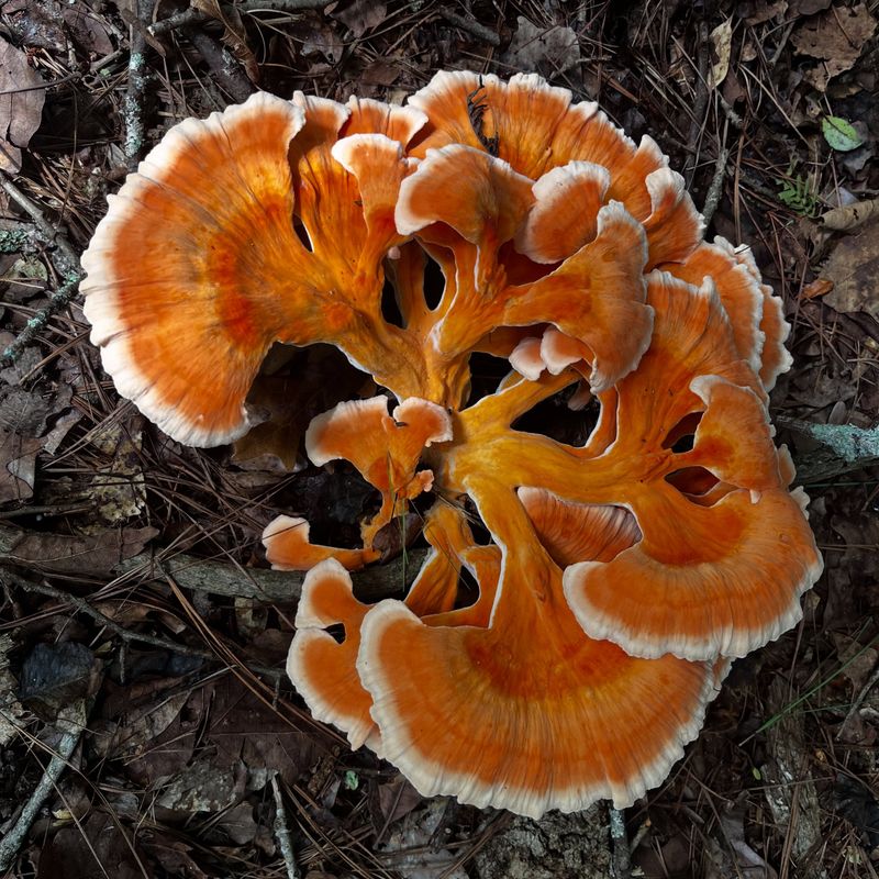 Look-Alikes That Fool New Foragers