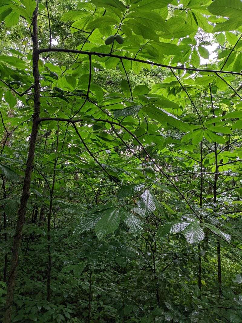 Look Along Forest Edges For This Forgotten Fruit Look Along Forest Edges For This Forgotten Fruit