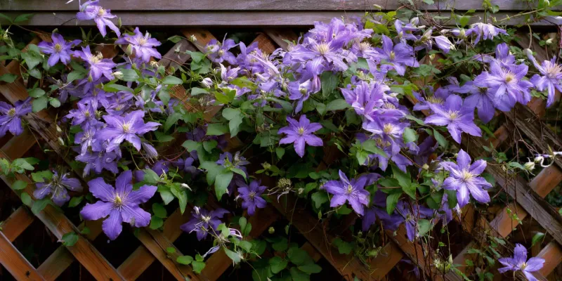 Look At Where This Year's Flowers Appeared Look At Where This Year's Flowers Appeared