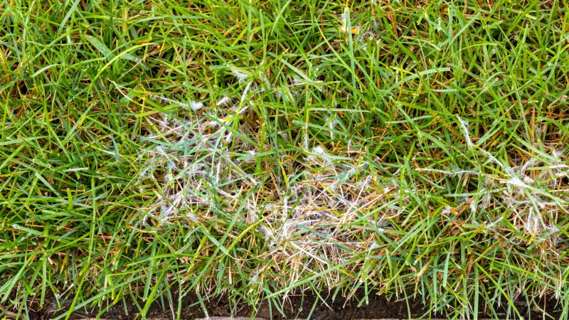 Look Beneath Dense Zoysia For Early Damage