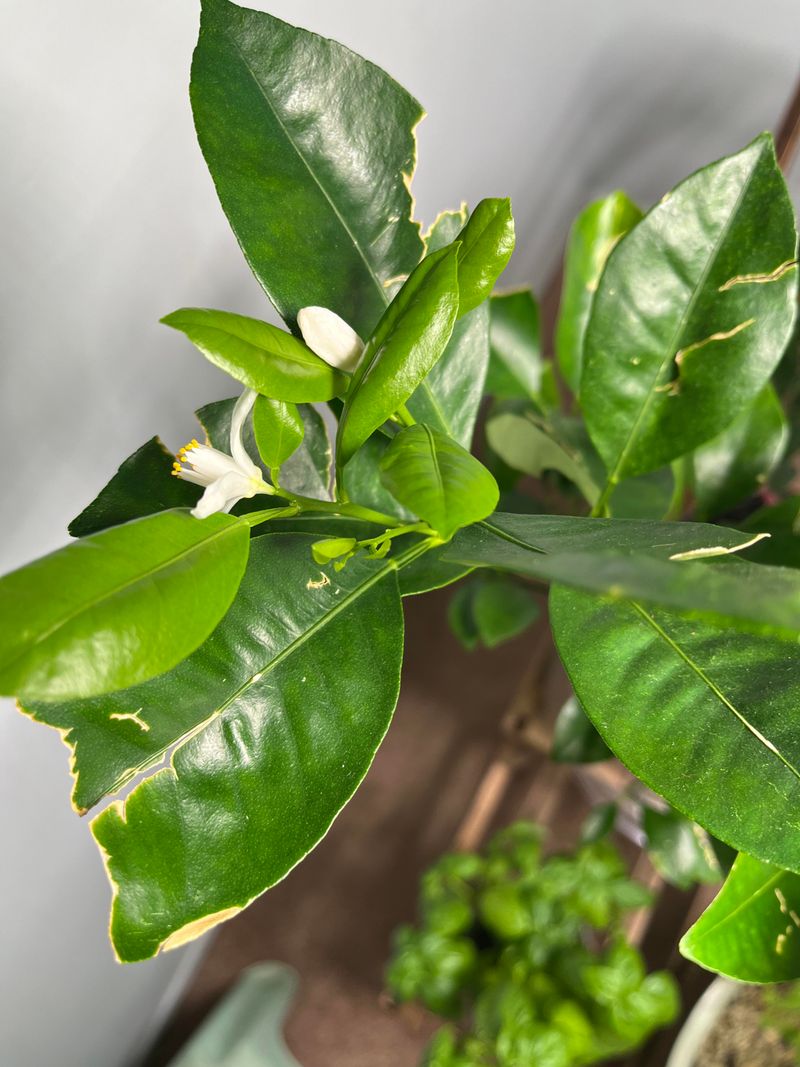 Look Closely At New Growth And Leaves