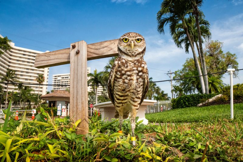 Look For An Owl Before Blocking The Entrance