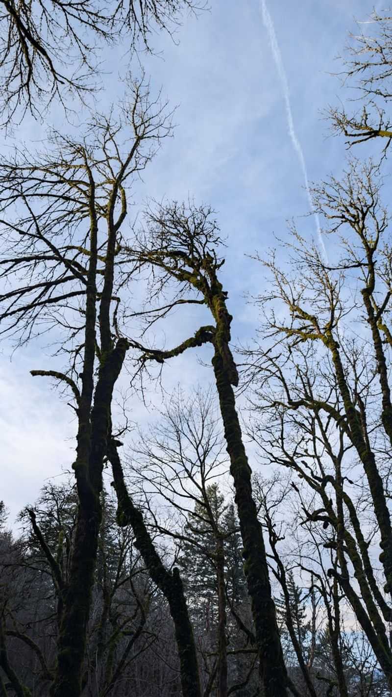 Look For Broken Branches Caught In The Canopy